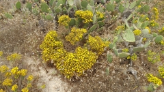 Deinandra clementina