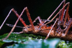Labidiophasma rouxi
