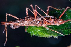 Labidiophasma rouxi