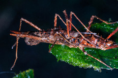 Labidiophasma rouxi