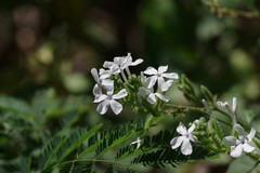 Plumbago zeylanica image