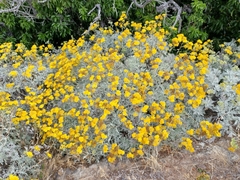 Constancea nevinii