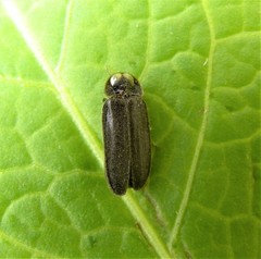 Lamprohiza splendidula