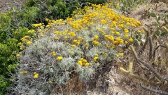 Constancea nevinii