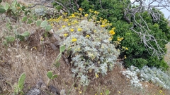 Constancea nevinii