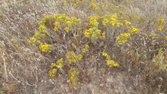 Deinandra clementina