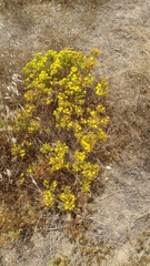 Deinandra clementina