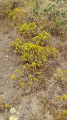 Deinandra clementina