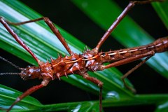 Labidiophasma rouxi