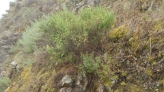 Acmispon dendroideus traskiae