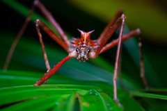 Labidiophasma rouxi
