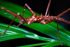 Labidiophasma rouxi