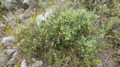 Acmispon dendroideus traskiae