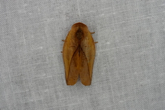 Apela neobule
