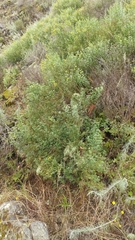 Acmispon dendroideus traskiae