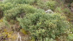 Acmispon dendroideus traskiae