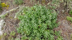 Munzothamnus blairii