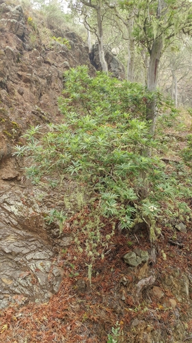 Lyonothamnus floribundus
