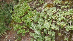 Munzothamnus blairii