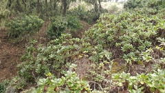 Munzothamnus blairii
