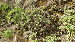 Munzothamnus blairii