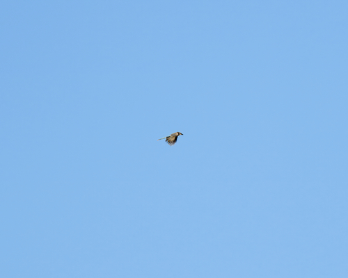 Blue Jay photographed in Wyoming