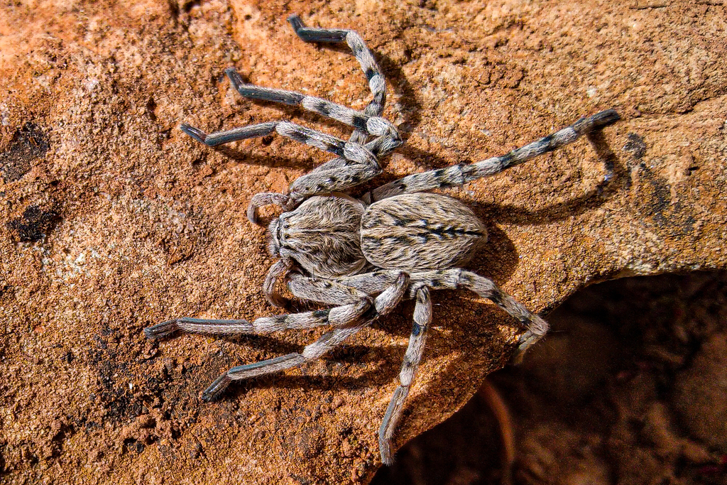 Eusparassus fritschi