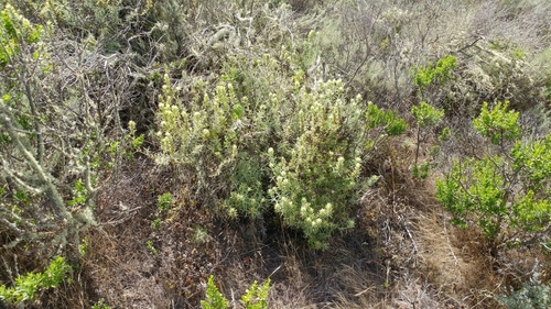 Image of Castilleja grisea by (c) Casey H. Richart, some rights reserved (CC BY)