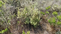 Castilleja grisea