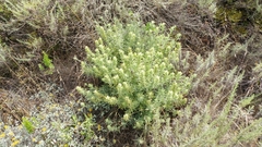 Castilleja grisea