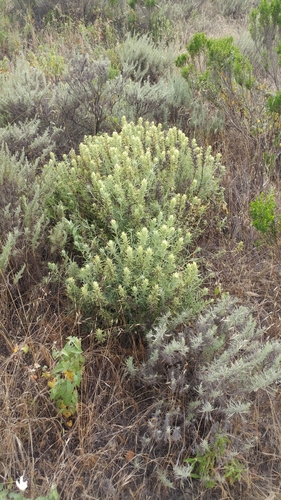 Image of Castilleja grisea by (c) Casey H. Richart, some rights reserved (CC BY)