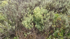 Castilleja grisea