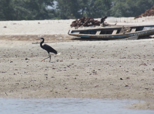 Western Reef Heron photographed in Sierra Leone