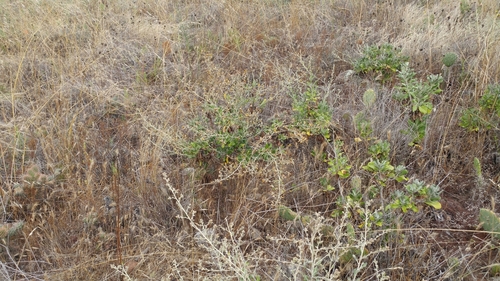 Image of Hazardia cana by (c) Casey H. Richart, some rights reserved (CC BY)