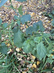Solanum scabrum, photograph author not stated, no rights reserved
