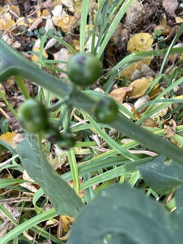 Solanum scabrum, photograph 5