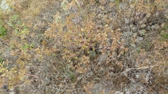 Dudleya virens virens