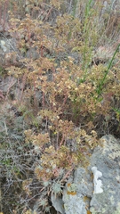 Dudleya virens virens