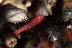 Lighthouse Atom Goby photo 1
