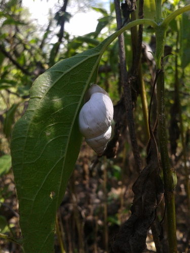 Rabdotus schiedeanus