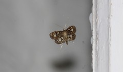 Anania coronata