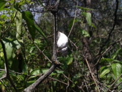 Rabdotus schiedeanus