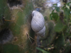 Rabdotus schiedeanus