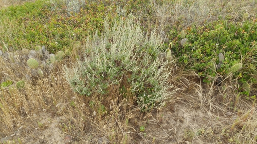 Image of Hazardia cana by (c) Casey H. Richart, some rights reserved (CC BY)