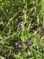 Penstemon rydbergii