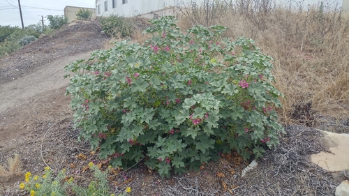 Malva assurgentiflora