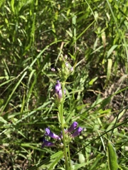 Penstemon rydbergii