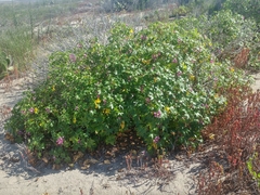 Malva assurgentiflora glabra