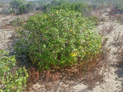 Malva assurgentiflora glabra