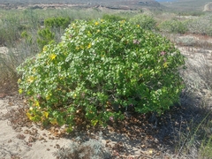 Malva assurgentiflora glabra